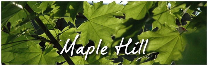 maple-hill