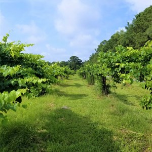 Bannerman Vineyard and Winery