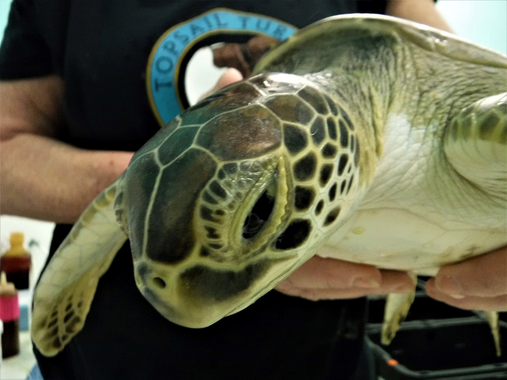 Karen Beasley Sea Turtle & Rehabilitation Center Tours