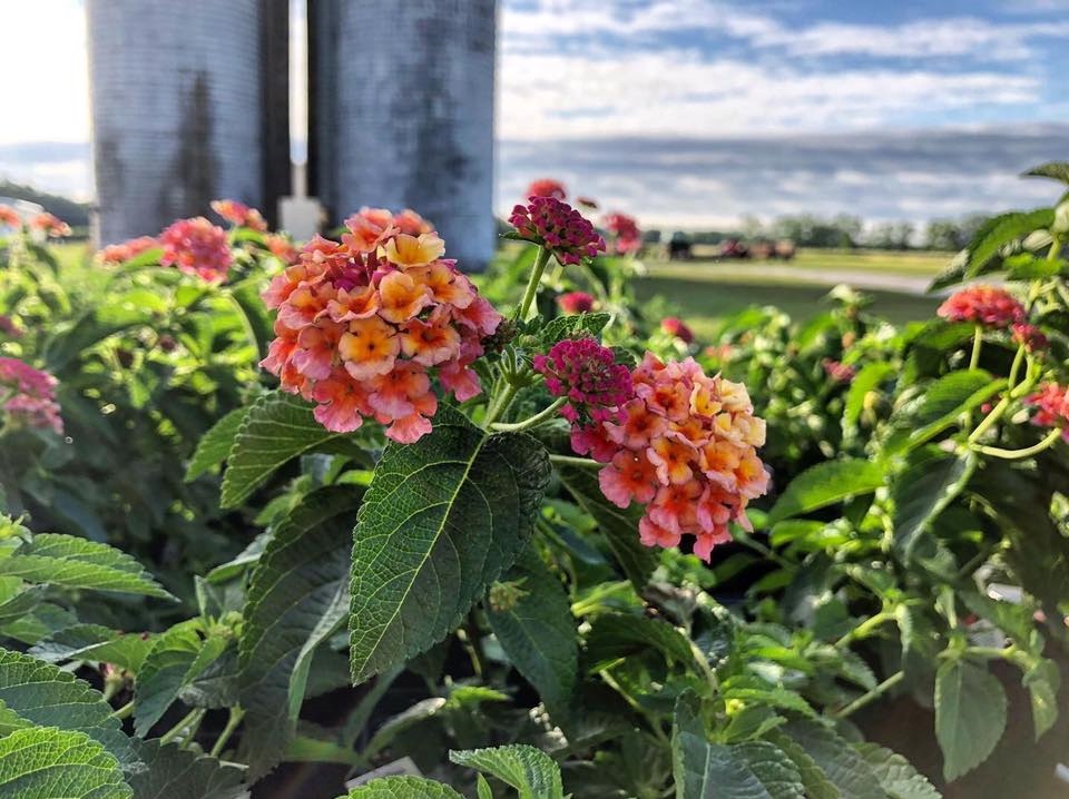 Spring Season Opening at Old River Farms