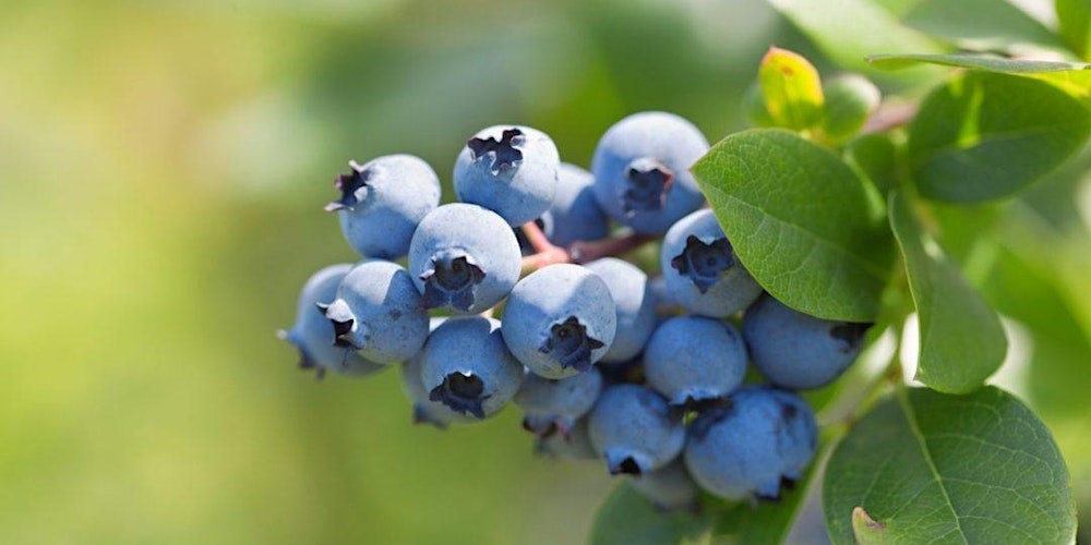 Blueberry Research Farm Tour
