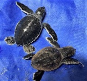 A baby green and loggerhead