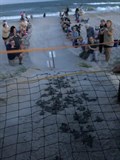 Hatchlings heading home.