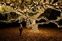 Jimmy's Tree at Southern Lights