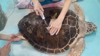 Remora gets treated at the sea turtle hospital.