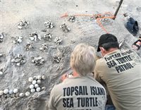 Volunteers carefully analyze a sea turtle nest.