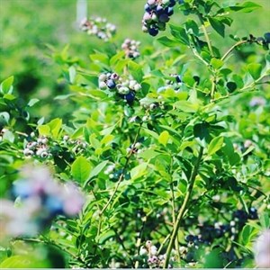 Pender County Blueberry Trail