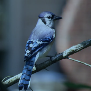 NC Birding Trail