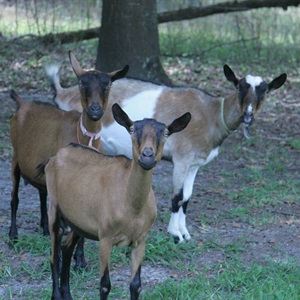 Perryman Farm and Seafood