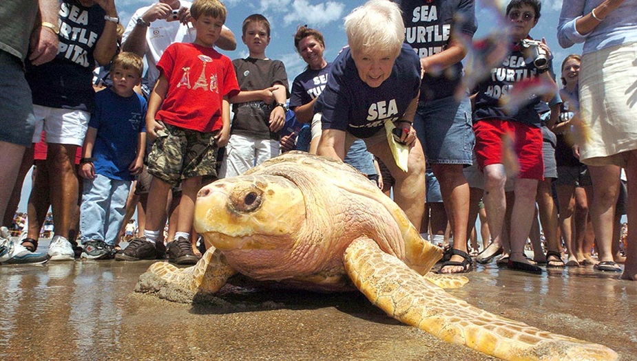 SeaTurtleRelease_AndyPettigrew.jpg